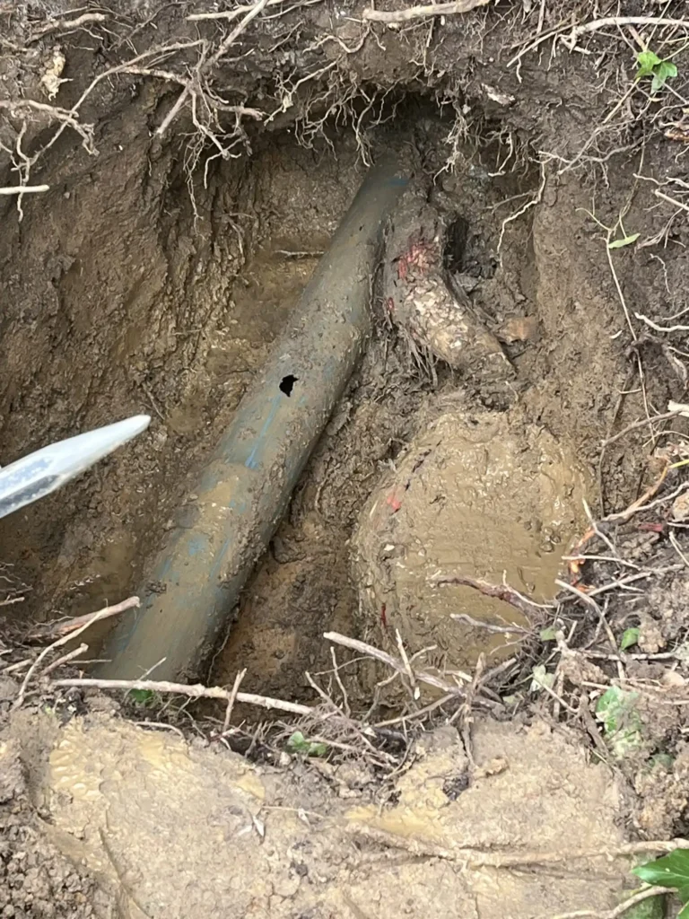 Canalisation cassée par des racines d’arbre